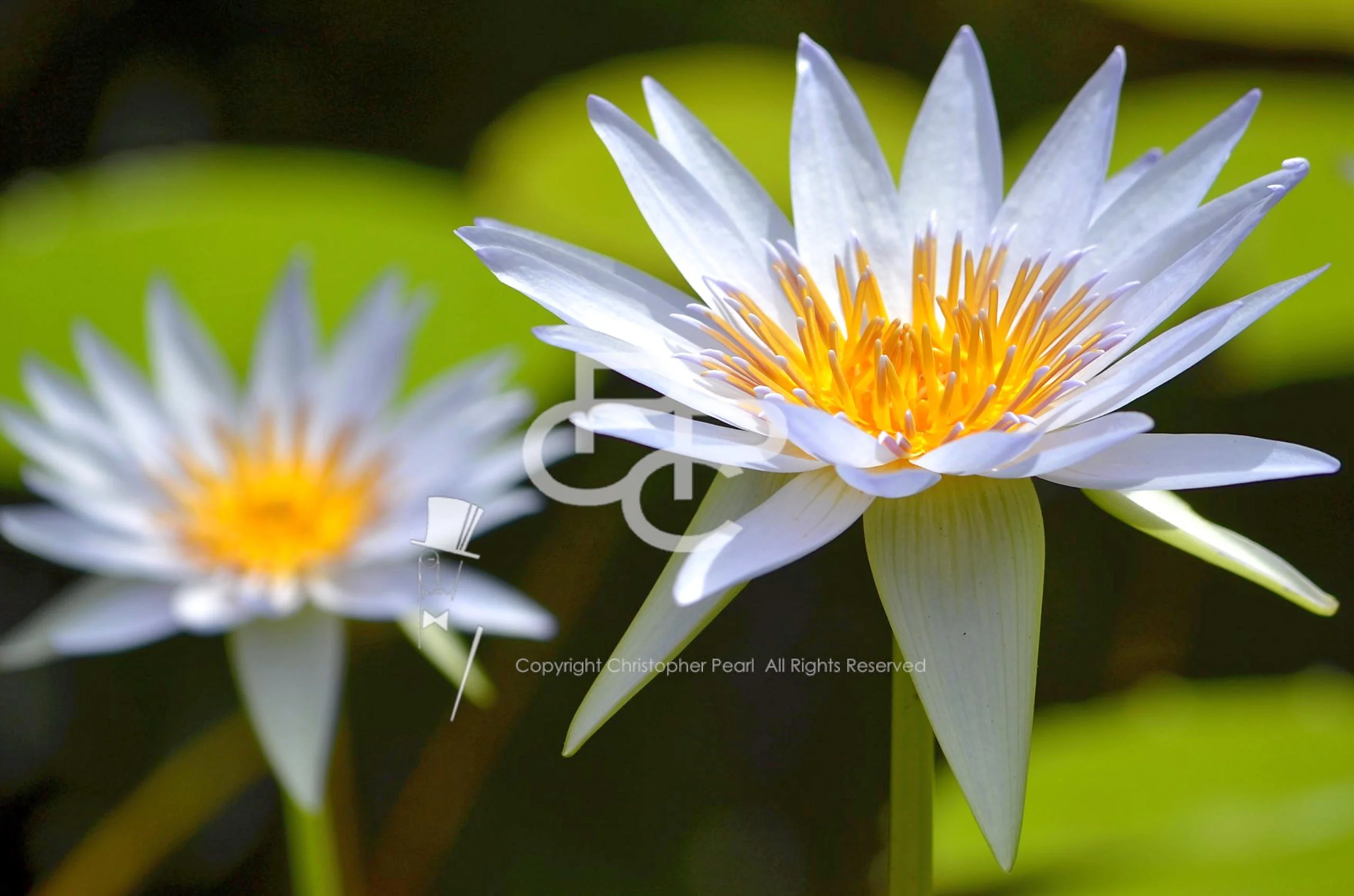 photographybyshaw.au