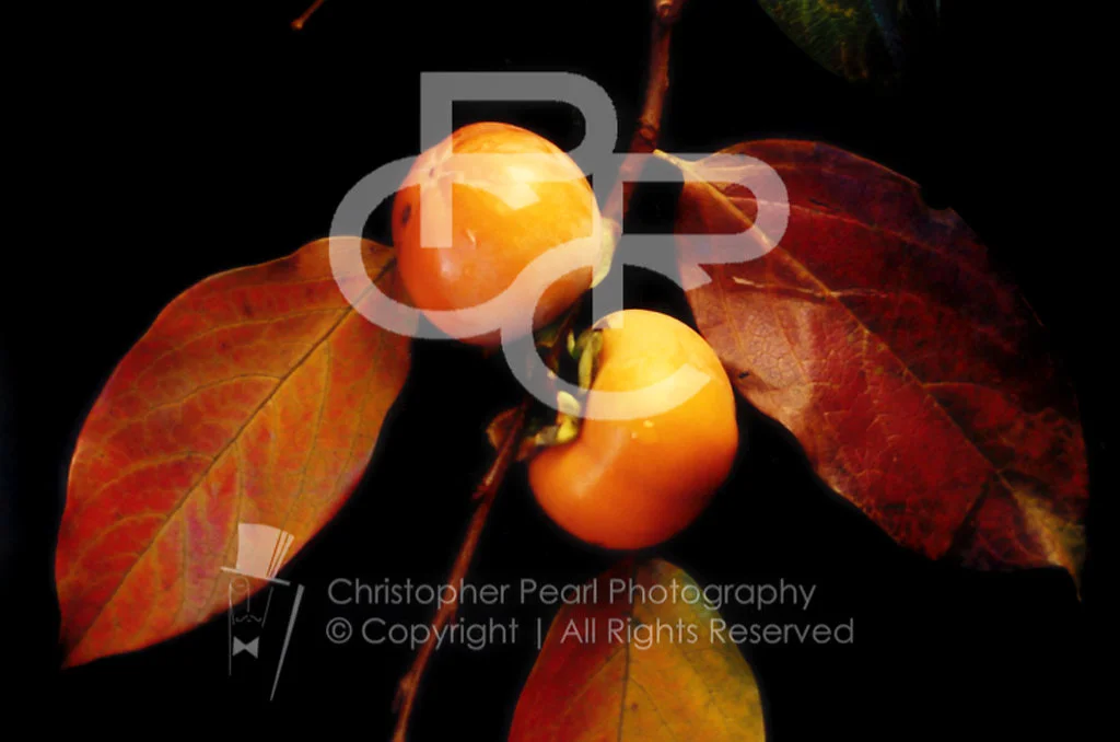 photographybyshaw.au